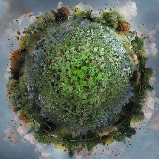 Catherine Nelson, Ghent Lillies