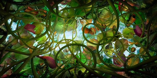 Catherine Nelson, from the series, Submerged