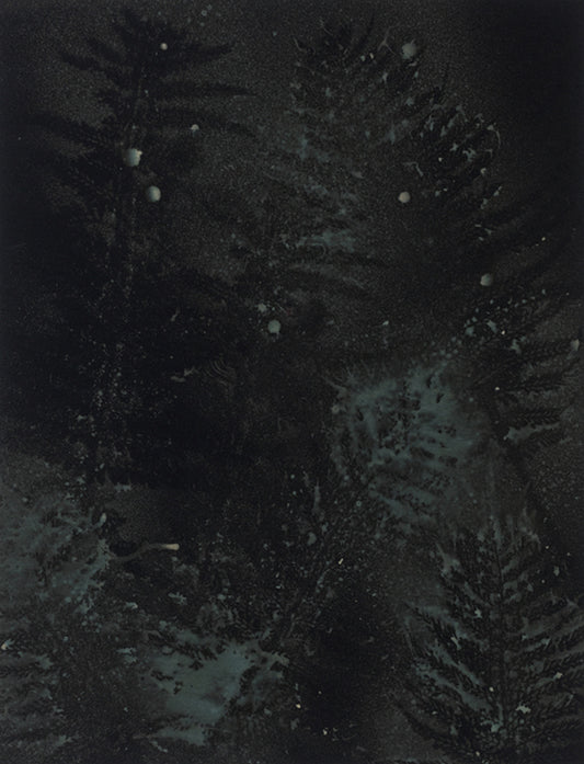 Parramatta Ferns III