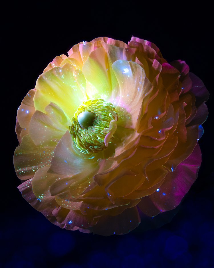 KATE BALLIS & TOM BLACHFORD | Influorescence
