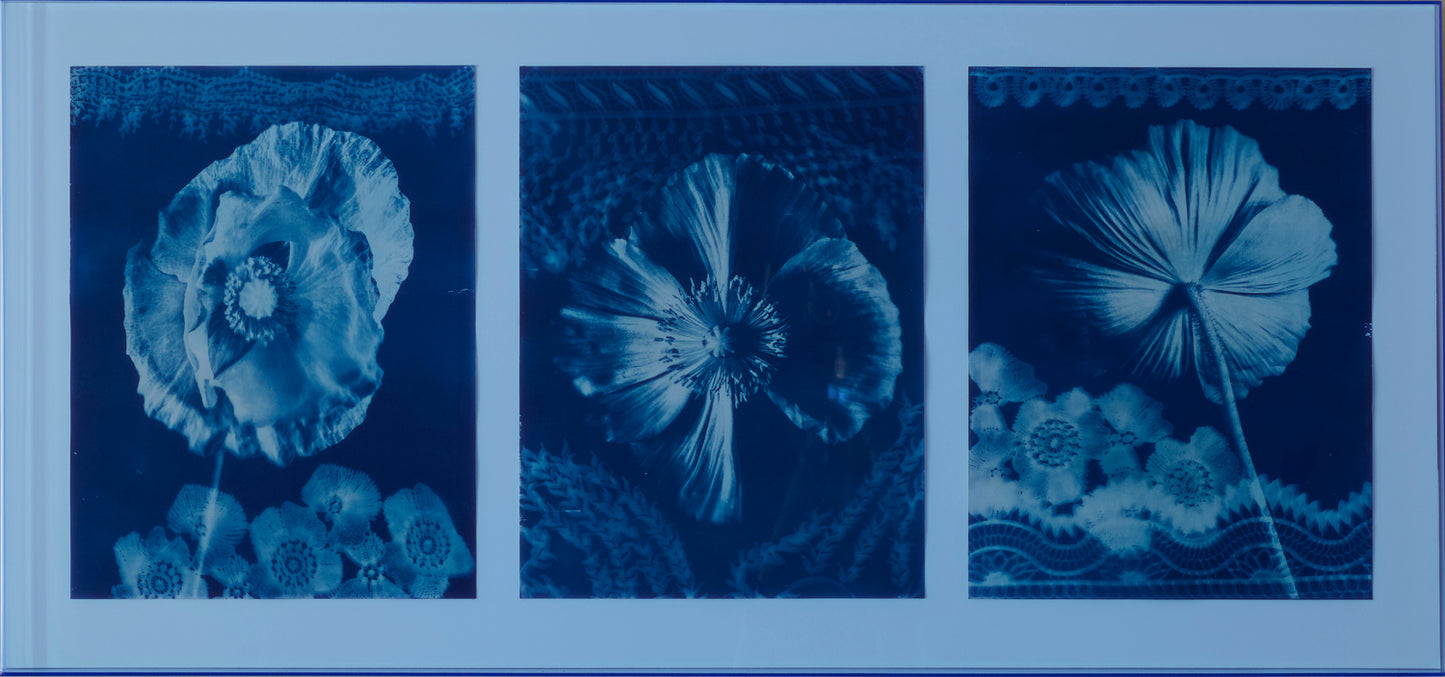 Papavers