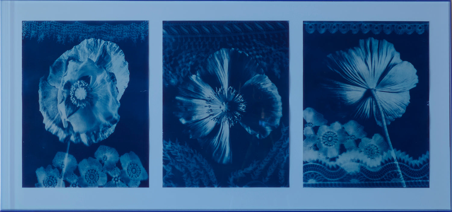 Papavers