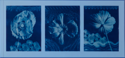 Papavers
