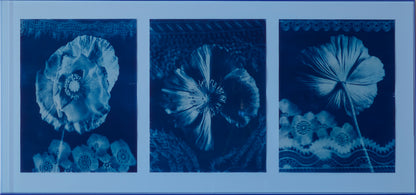 Papavers