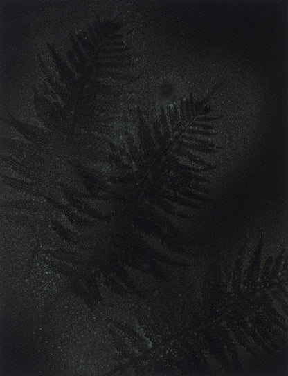 Parramatta Ferns II