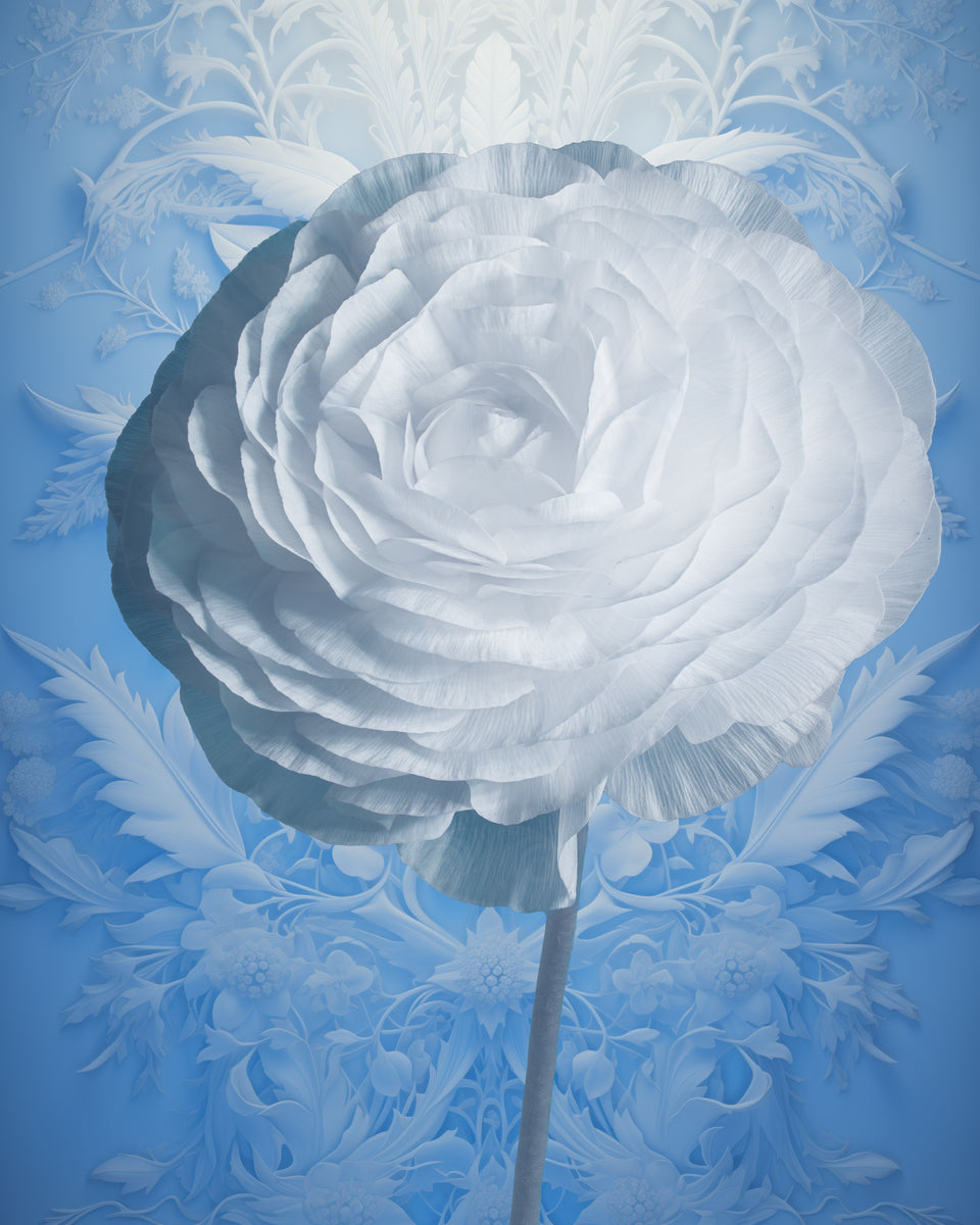 Infrabotanica Ranunculus Renaissance