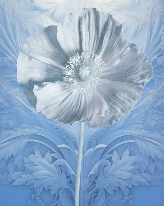 Infrabotanica Papaver Rhoeas II