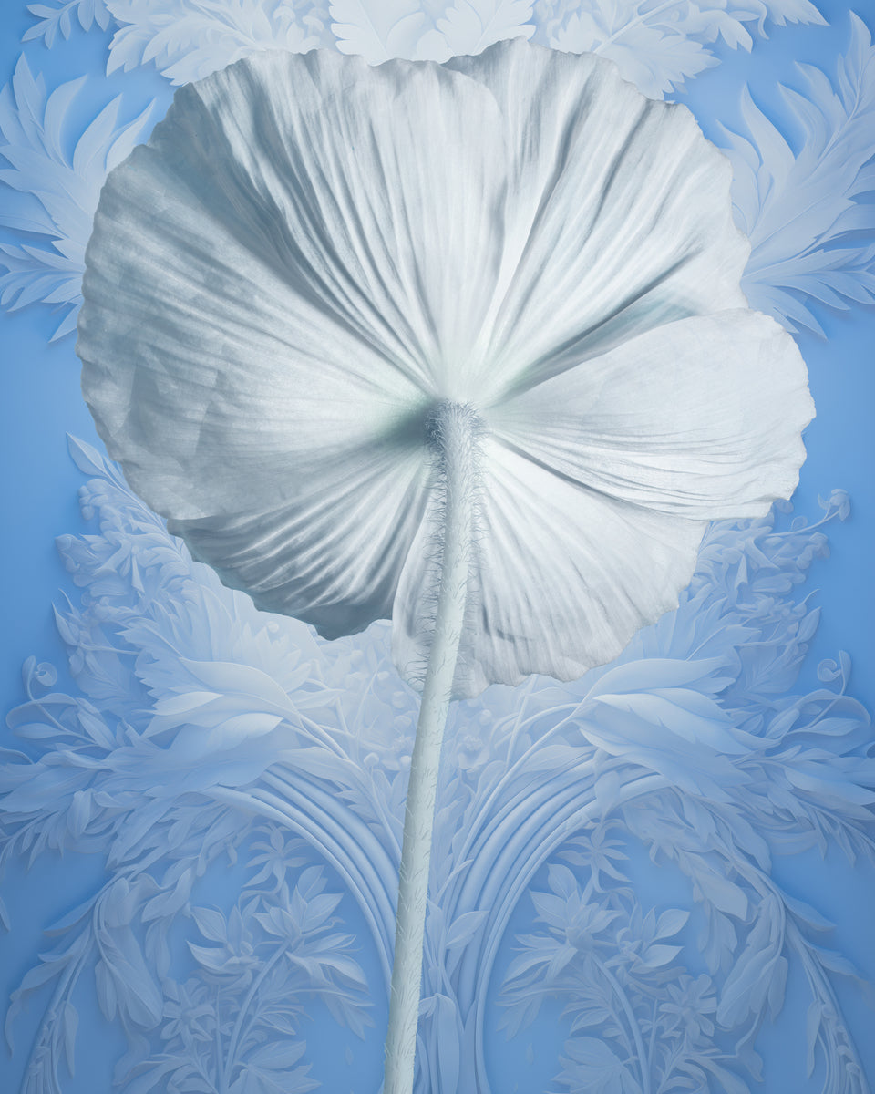Infrabotanica Papaver Rhoeas I