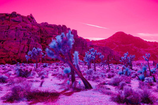 Joshua Tree