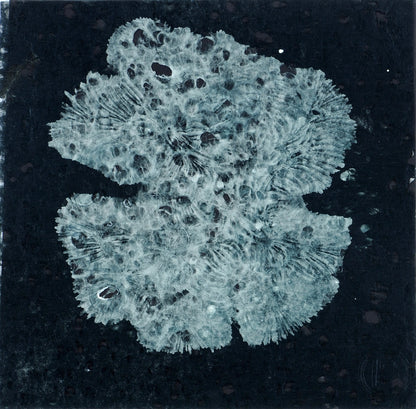Coral Scent XII