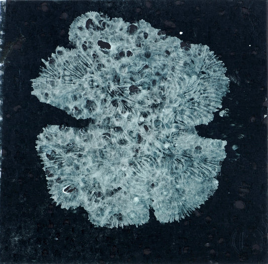 Coral Scent XII