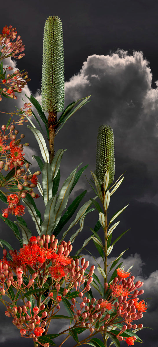 Red Flowering Gum 1