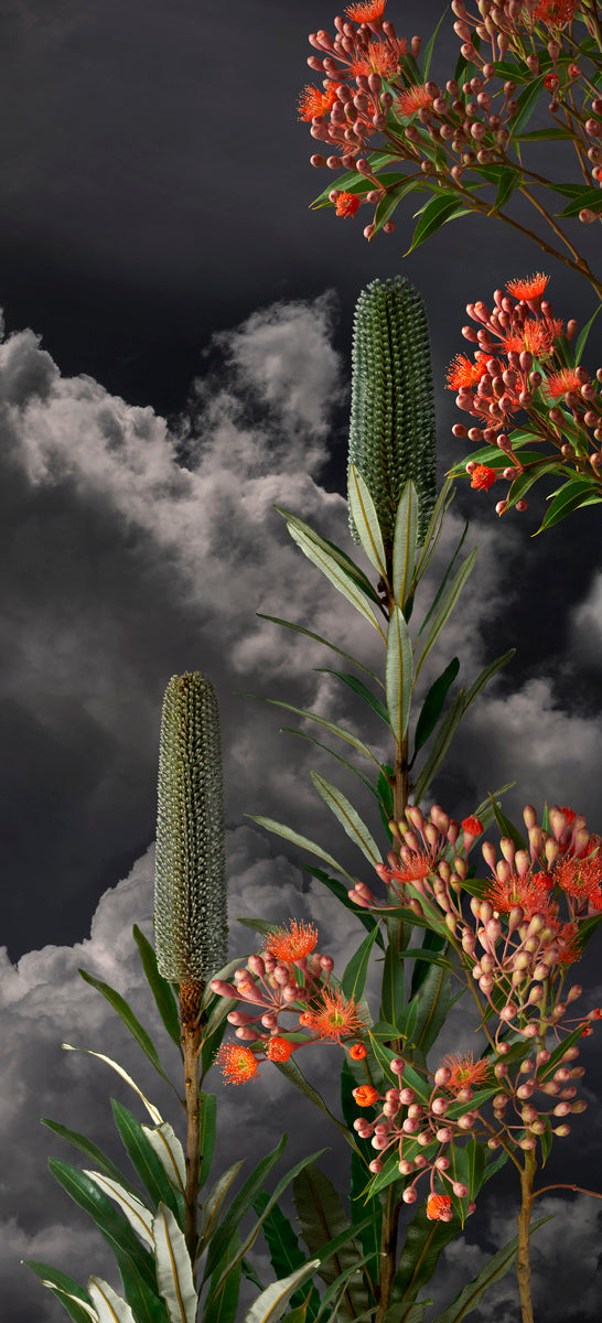 Red Flowering Gum 2