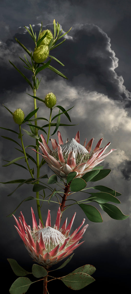 King Protea 1