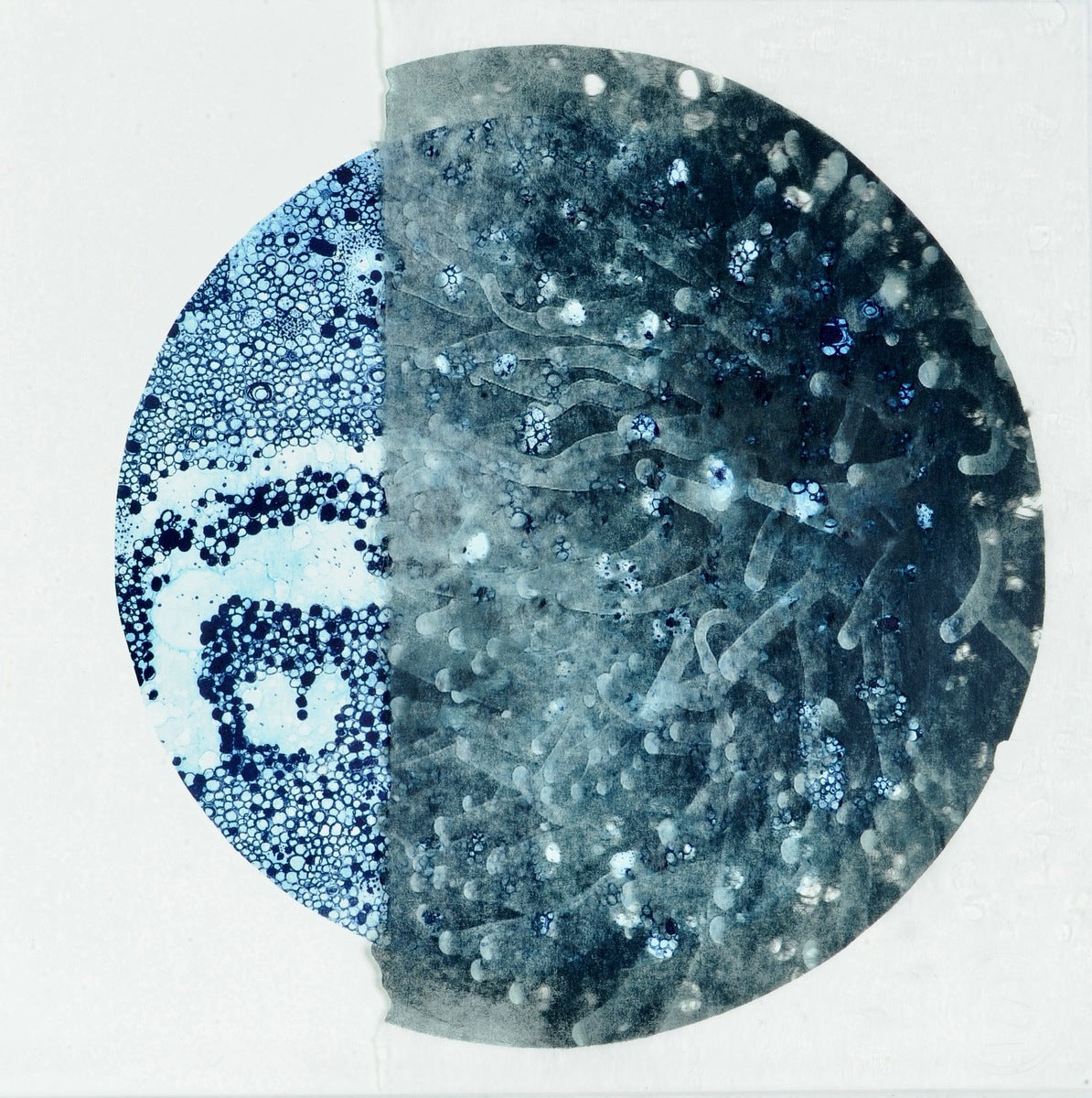 Coral Scent VIII