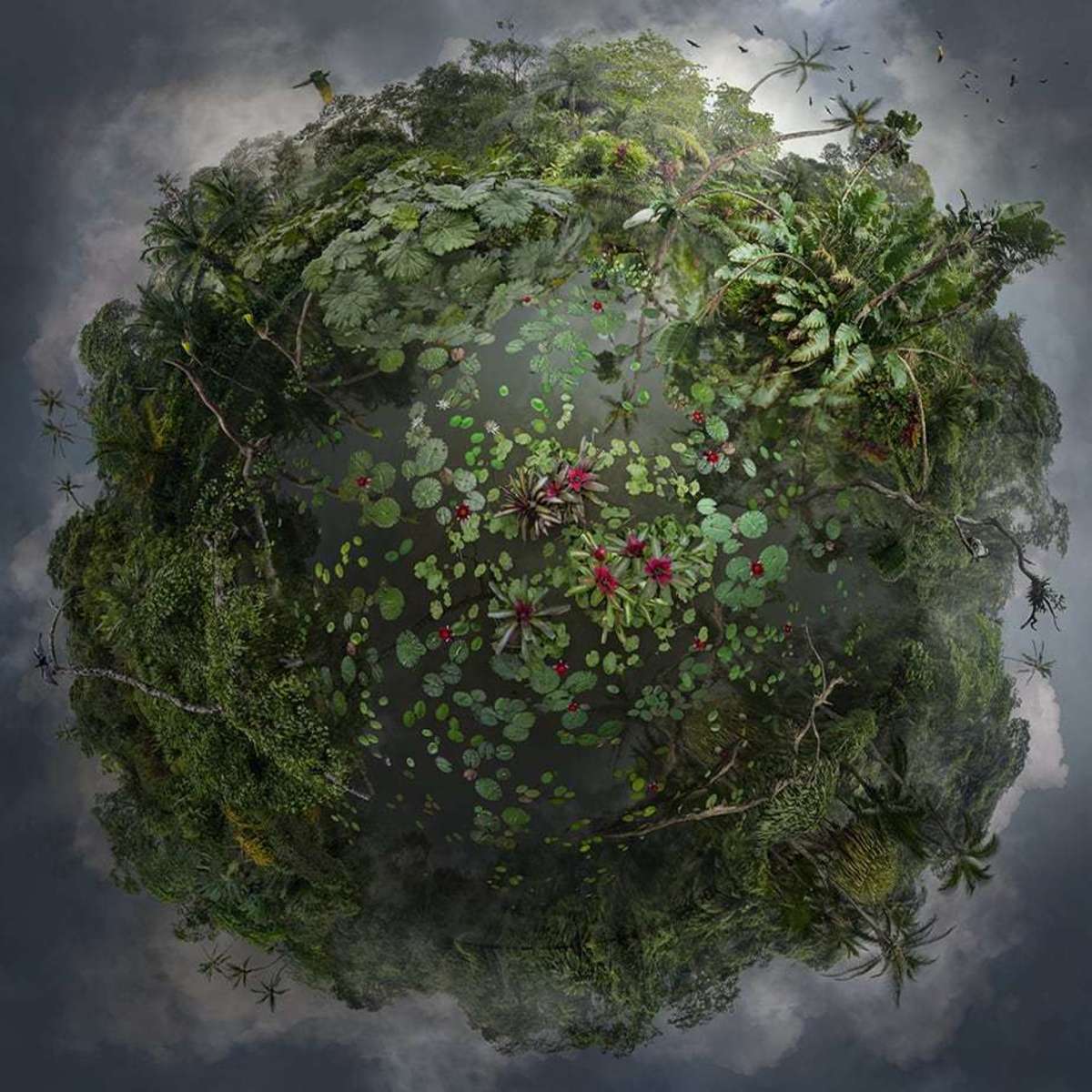 tortuguero-gallerysmith