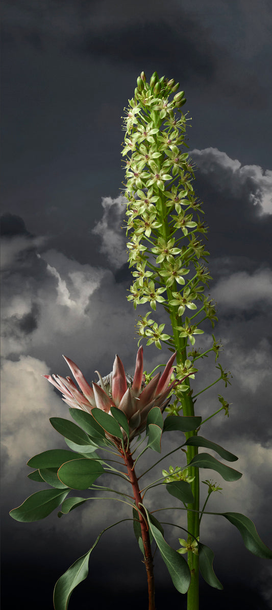 King Protea 2