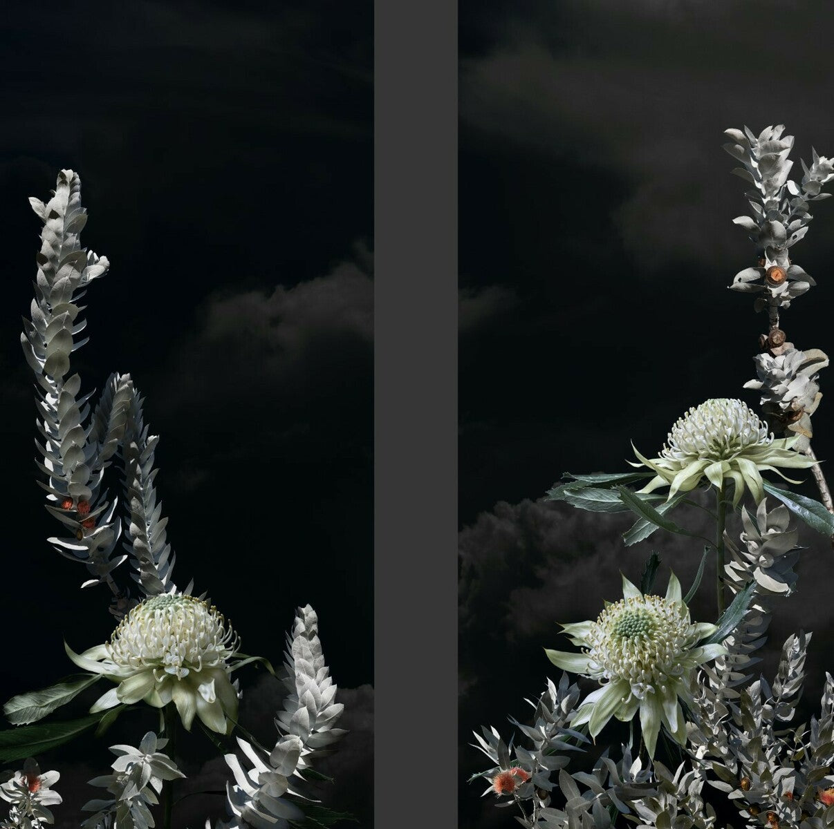 White Waratah 1
