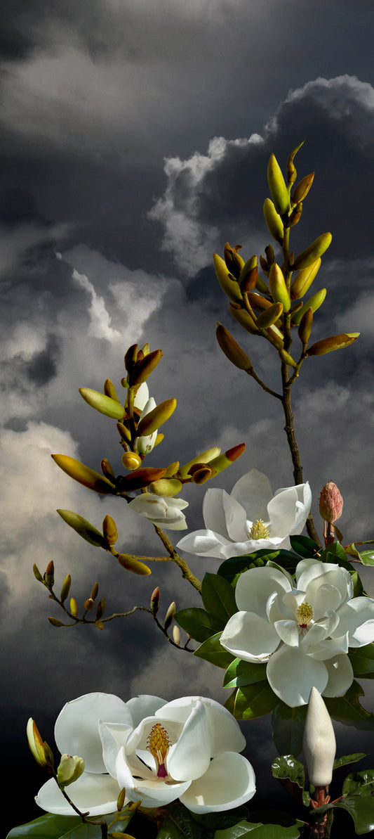 Magnolia Grandafloria 2