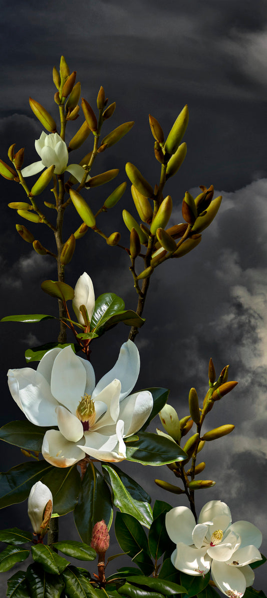 Magnolia Grandafloria 1